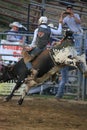 Wild west rodeo cowboy riding a bucking bull Royalty Free Stock Photo